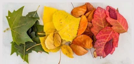 12 Leaf Projects to Teach Great Lessons in Your Classroom - Pedagogue