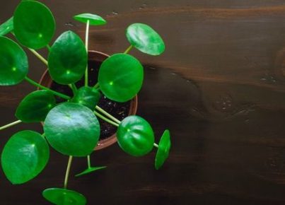 5 of the Best Classroom Plants (Even if You Have a Black Thumb)
