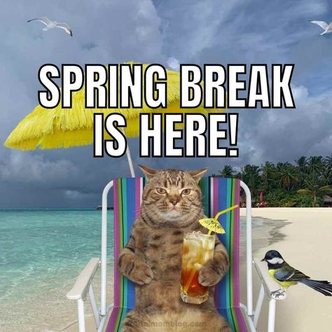 12 Hilarious Spring Break Memes for Teachers - Pedagogue
